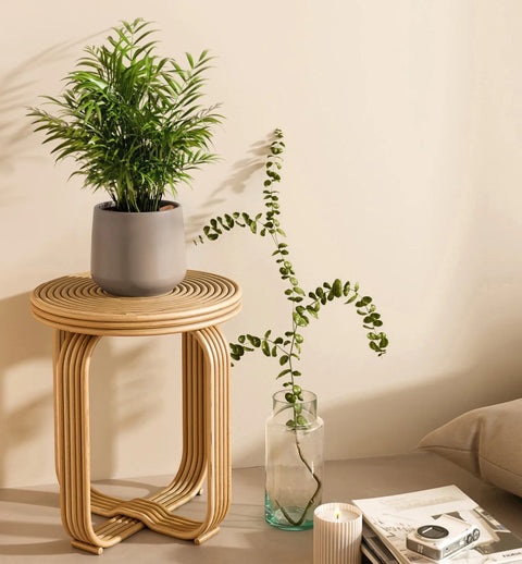 Bamboo Palm