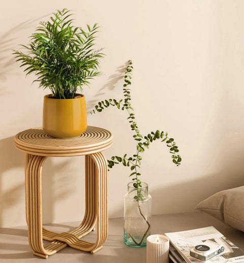Bamboo Palm