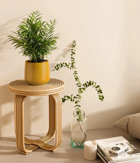 Parlour Palm