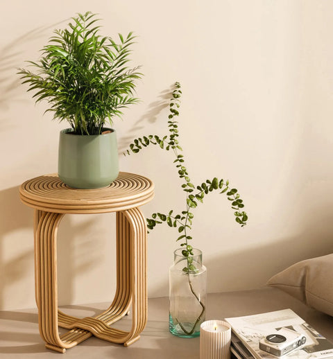 Bamboo Palm