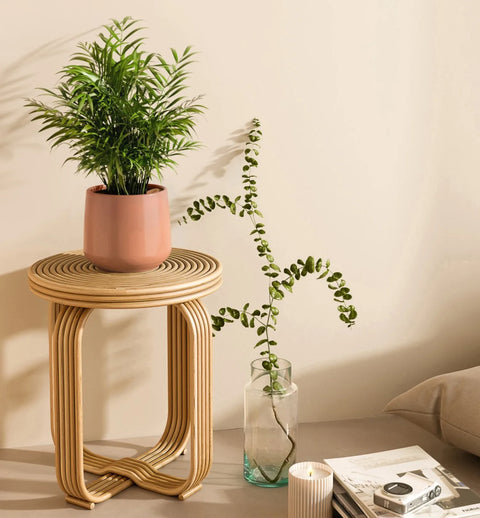 Bamboo Palm
