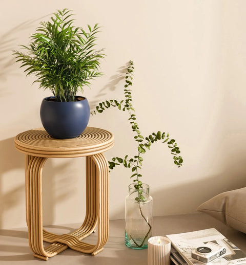 Bamboo Palm
