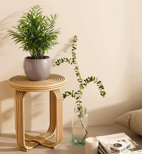 Bamboo Palm