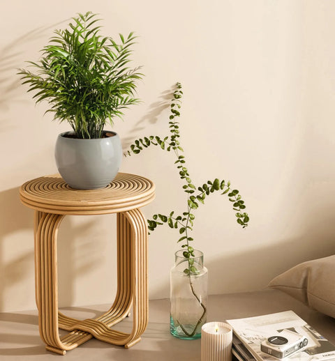 Bamboo Palm