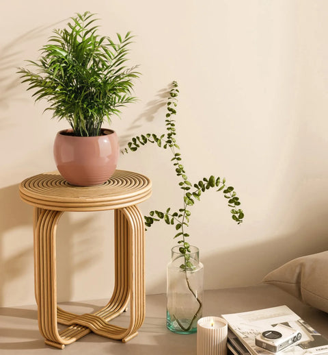 Bamboo Palm