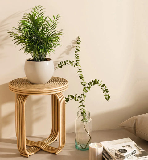 Bamboo Palm