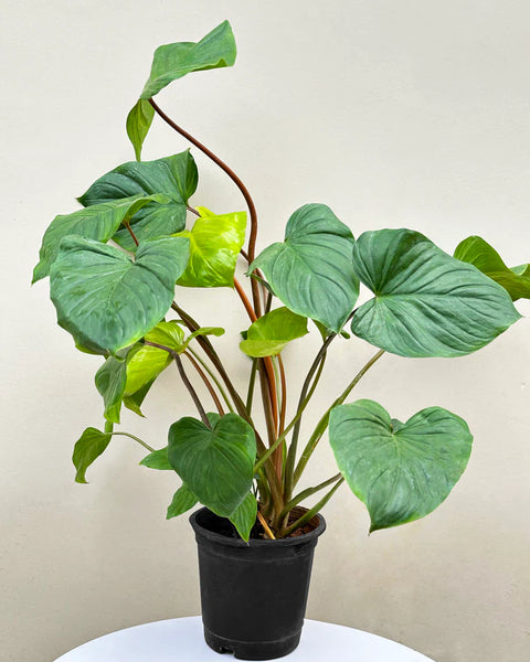 Homalomena