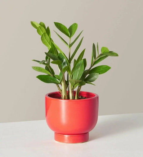 Zamioculcas Zamiifolia (ZZ Plant)