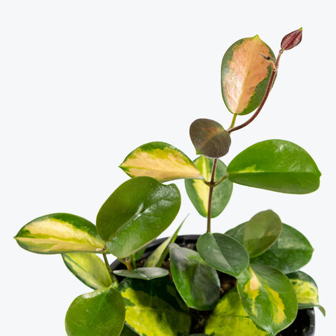 Hoya Australis "Lisa"