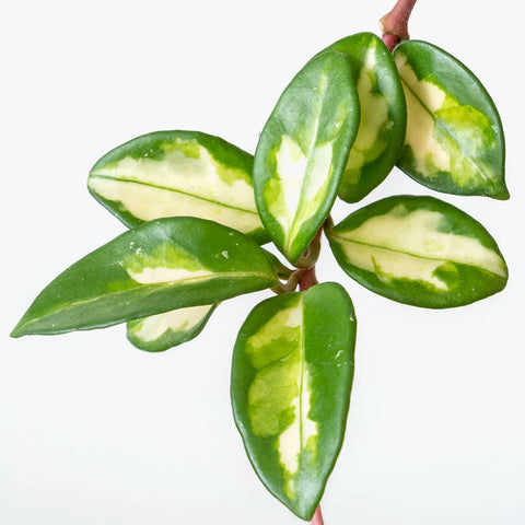 Hoya Carnosa Rubra - Krimson Princess
