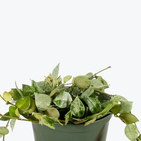 Hoya Krohniana Silver