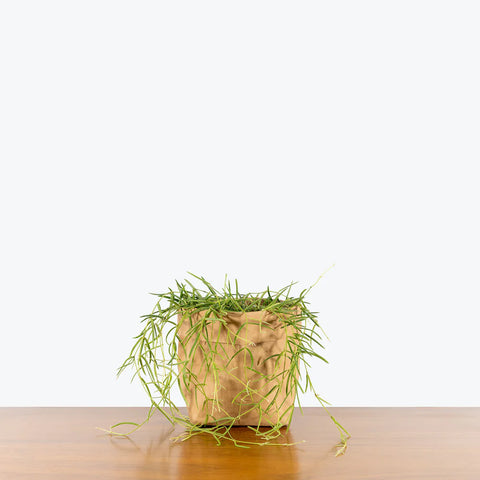 Hoya Linearis