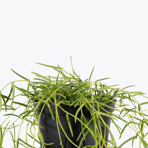 Hoya Linearis