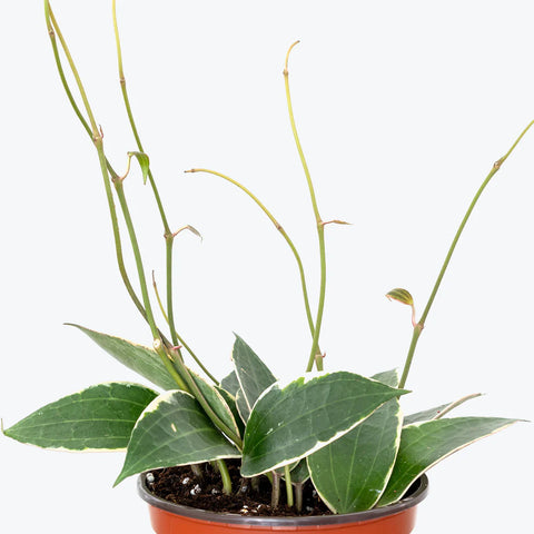 Hoya Latifolia Variegata