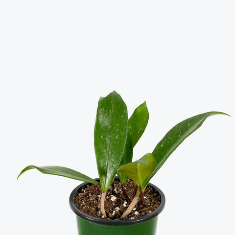 Hoya Pubicalyx