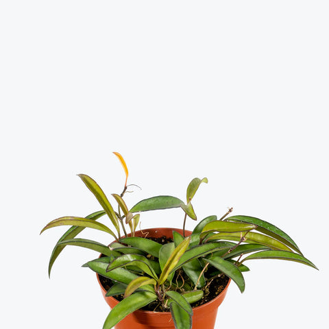 Hoya Wayetti
