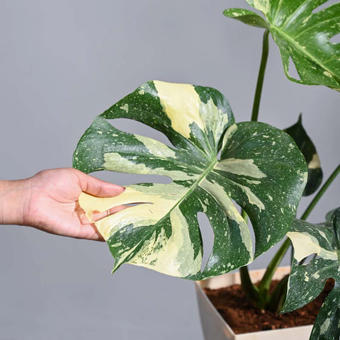 Monstera Deliciosa - Thai Constellation XL