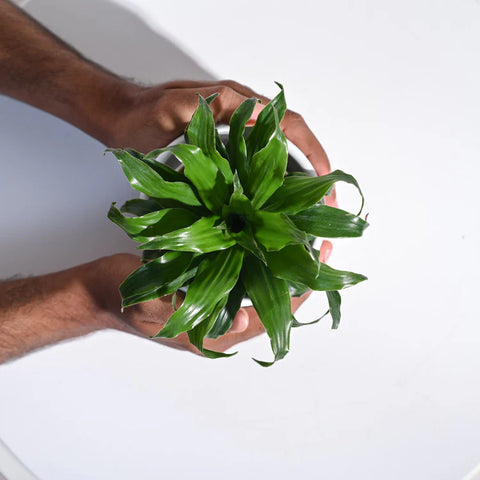 Dracaena Compacta