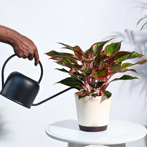 Aglaonema Siam Aurora