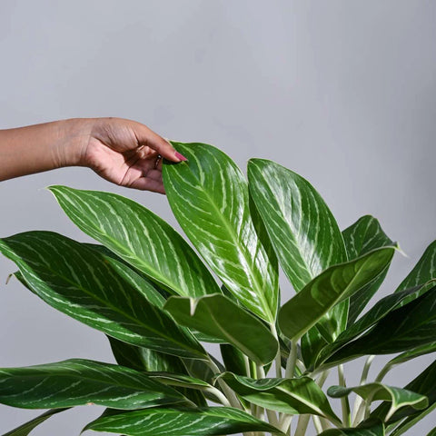 Aglaonema Stripes XL