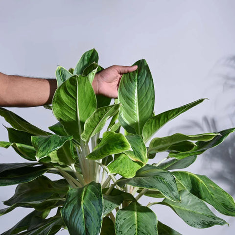 Aglaonema Ice Plant XL
