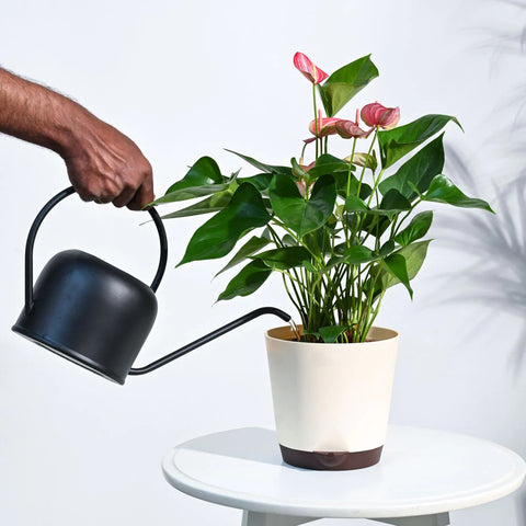 Anthurium Livium