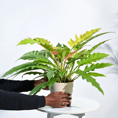 Philodendron Pluto Golden