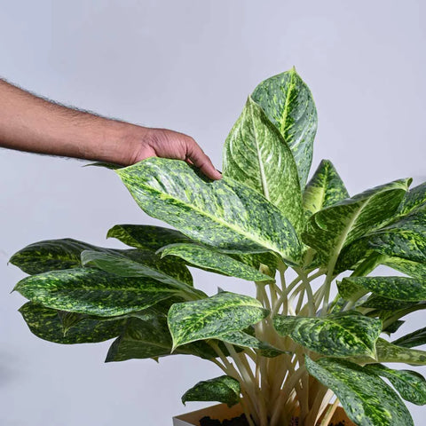 Aglaonema Butterfly XL