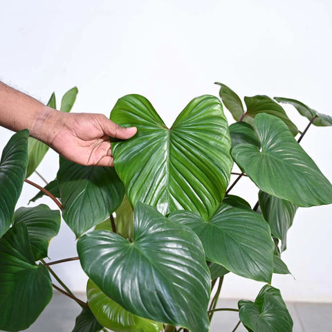 Homalomena XL