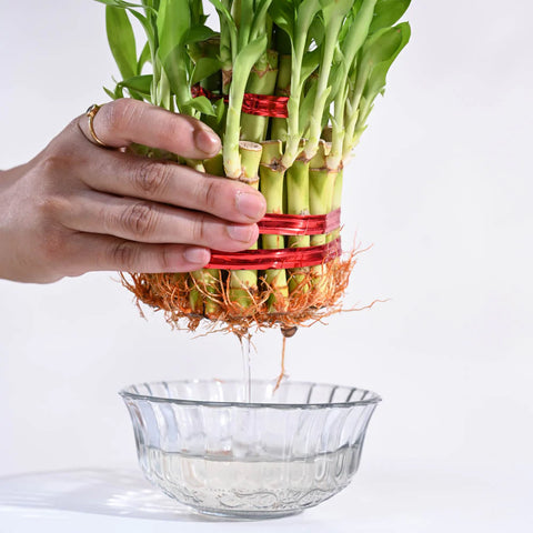 Lucky Bamboo