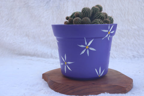 Purple Sky Daisy