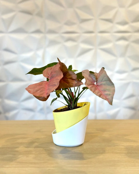 Syngonium Pink