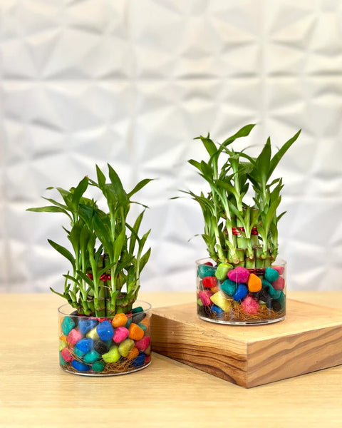 Lucky Bamboo