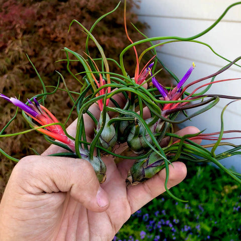 Tillandsia Bulbosa