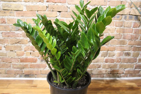 Zamioculcas Zamiifolia (ZZ Plant)