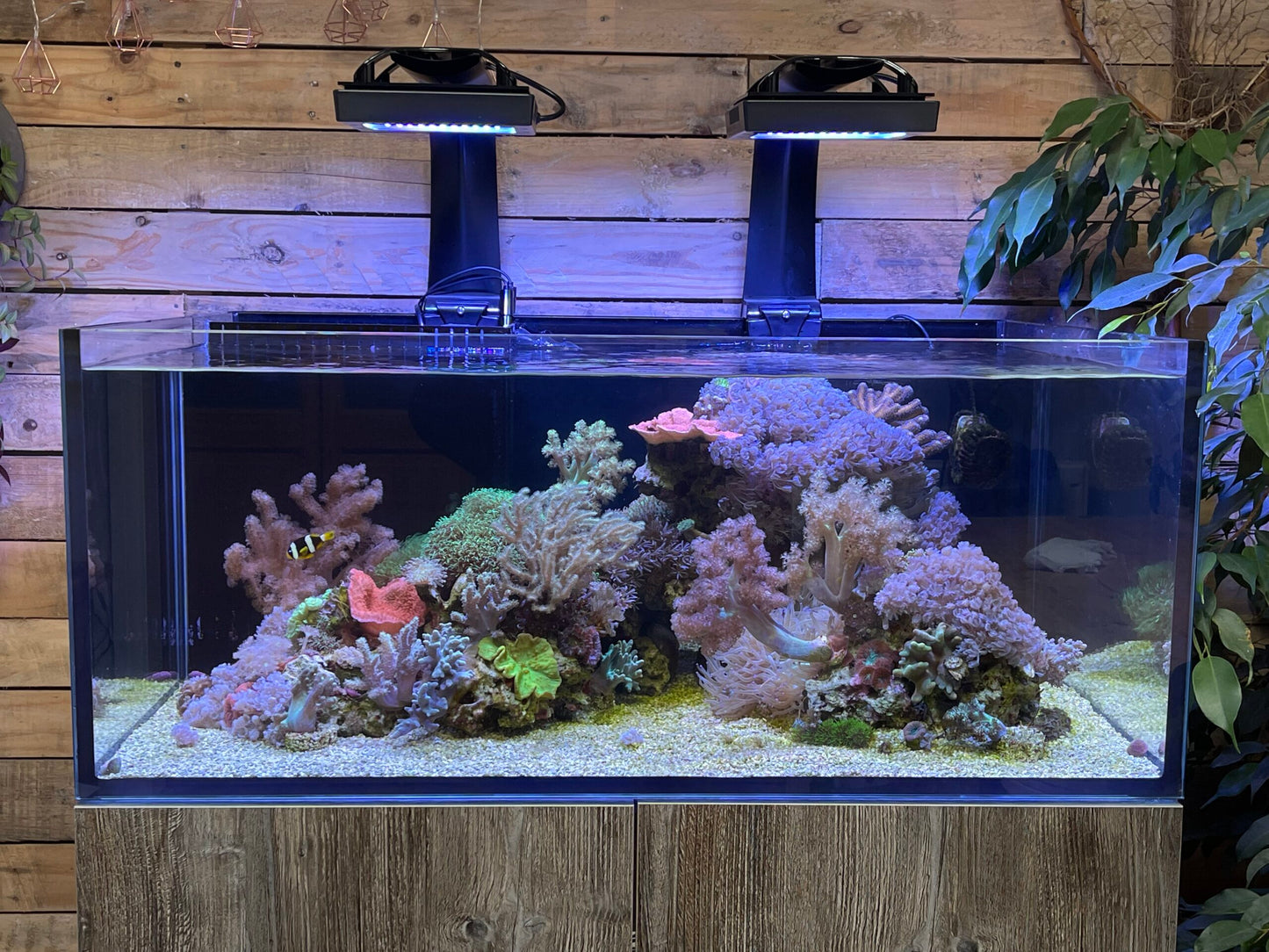 Aquarium Setup & Maintenance