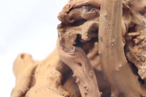 Malaysian Driftwood
