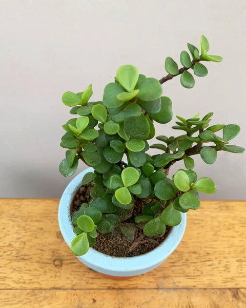 Jade Mini
