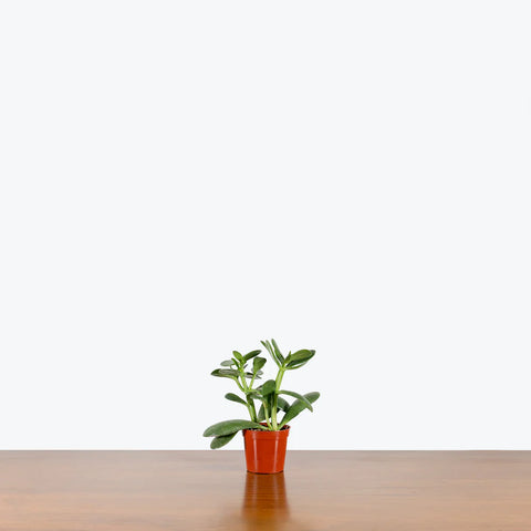 Crassula Ovata