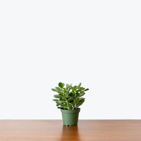 Crassula Ovata