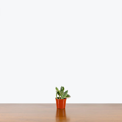 Crassula Ovata Variegated