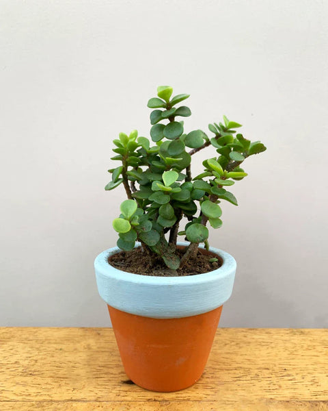Jade Mini
