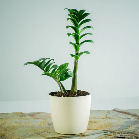 Dwarf ZZ Plant