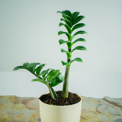 Dwarf ZZ Plant