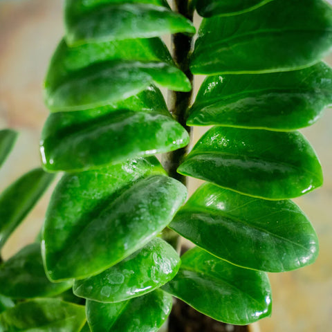 Dwarf ZZ Plant