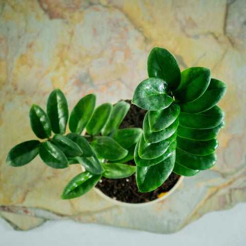 Dwarf ZZ Plant