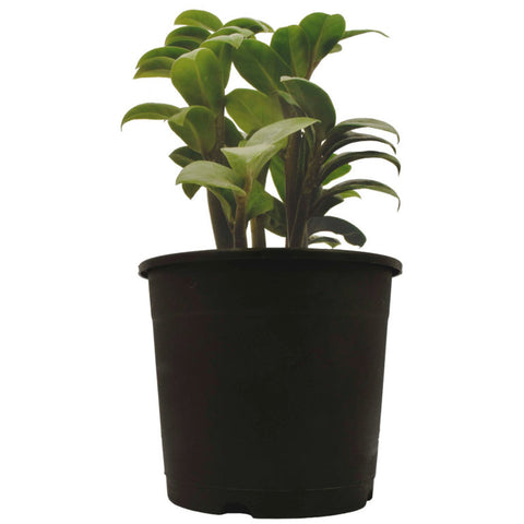 Dwarf ZZ Plant