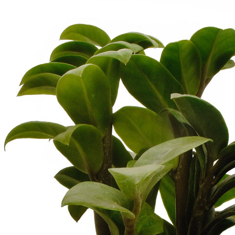 Dwarf ZZ Plant