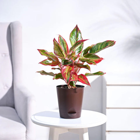 Aglaonema Siam Aurora