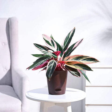 Stromanthe Triostar
